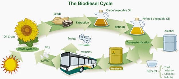 Biodiesel cycle