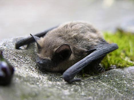 The Eastern Red Bat Lasiurus borealisis typical of the migratory, tree-roosting bat