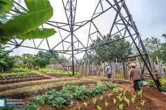 How HV transmission lines affects humans and plants?