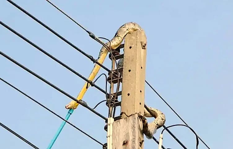 Snake crawling on the electric distribution pole
