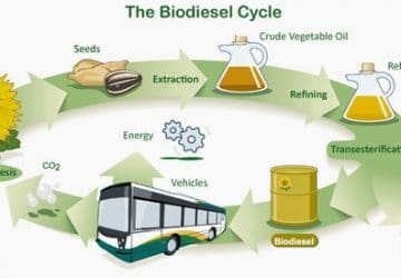 Biodiesel cycle