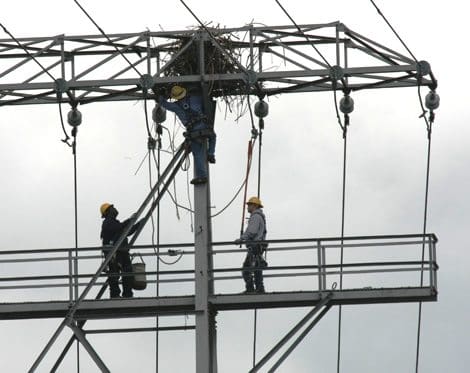 Seattle City Light workers remove an osprey bird nest near the Duwamish River that caused a short circuit