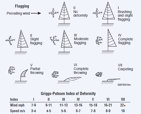 Flagging, the effect of strong winds on area vegetation, can help determine area wind speeds.