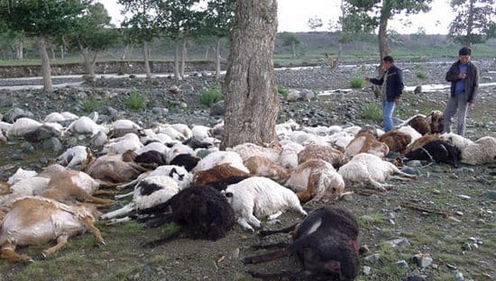 Herders count the bodies of sheep in Hoboksar in the Xinjiang Uygur autonomous region on Tuesday. A lightning strike killed 173 sheep, a heavy loss for the herders.