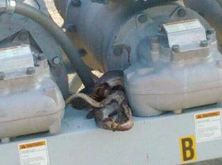 Six-foot black snake the culprit in power outage