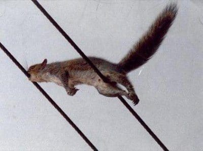 A squirrel chewed into a power line