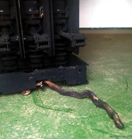 This three meter long cobra is the culprit that caused a major power failure in Modimolle. The incinerated breaker can be seen in the background